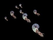 Ammonite.jpg
