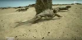 Diadectes 2.png (519 KB)