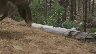 Microraptor 2.png (1.34 MB)