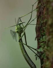 Juracimbrophlebia ginkgofolia.png (424 KB)