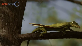 Coelurosauravus.png (1.25 MB)