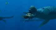 Australiceras