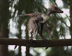 Archaeopteryx.jpg (28 KB)
