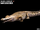 Sarcosuchus