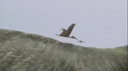 Mesadactylus 2