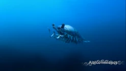 Alalcomenaeus.png (473 KB)