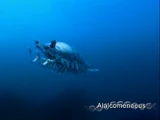 Alalcomenaeus