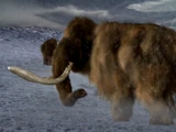 Woolly Mammoth