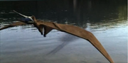 Eosipterus 7