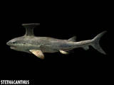 Stethacanthus