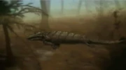 Tiktaalik 2