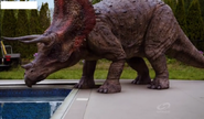 Triceratops 1