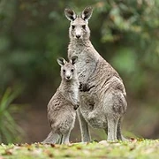 Macropus giganteus - Brunkerville