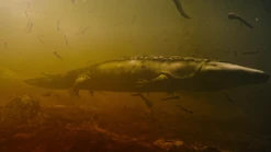 Vlcsnap-2019-12-24-03h22m07s283.png (1.29 MB)