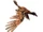 Cathayornis