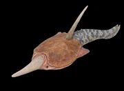 Pteraspis