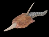 Pteraspis