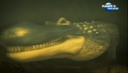 Purussaurus 1