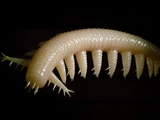 Aysheaia