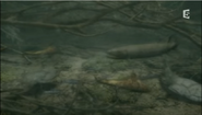 Eusthenopteron with other Freshwater fish (Limnomis, Turrisaspis, Phyllolepis)