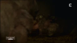 Diictodon and baby2.png (974 KB)