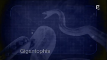 Gigantophis