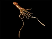 Tusoteuthis 6401 600x450