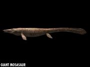 Tylosaurus