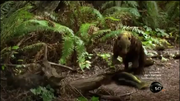 Castorocauda 1