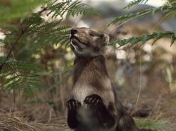 Zhangheotherium quinquecuspidens.jpg (73 KB)