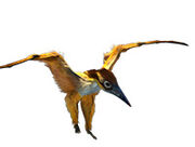 Nemicolopterus
