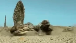 Dimetrodon attaque Diadectes.png (694 KB)