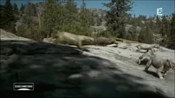 Gorgonops hunting.png (2.31 MB)