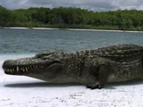 Deinosuchus