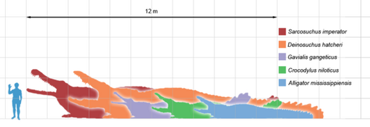 600px-Crocodilians scale