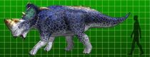full-sized Pachyrhinosaurus