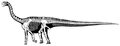 Patagosaurus skeleton