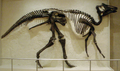 Prosaurolophus skeleton