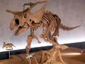 Albertaceratops skeleton