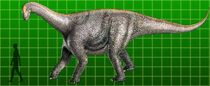 Camarasaurus