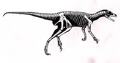 Eoraptor skeleton