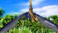 Wild Pteranodon from the Cretaceous Period