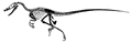 Velociraptor skeleton