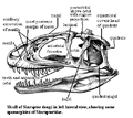 Sinraptor skull diagram