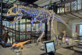 Cryolophosaurus skeleton