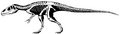 Eustreptospondylus skeleton