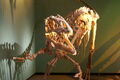 Afrovenator skeleton