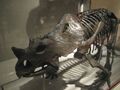 Brachyceratops skeleton