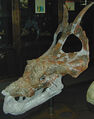 Achelousaurus Skeleton