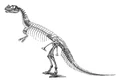 CeratosaurusSkeleton.jpg (195 KB) Ceratosaurus skeleton (with outdated tail-dragging pose)